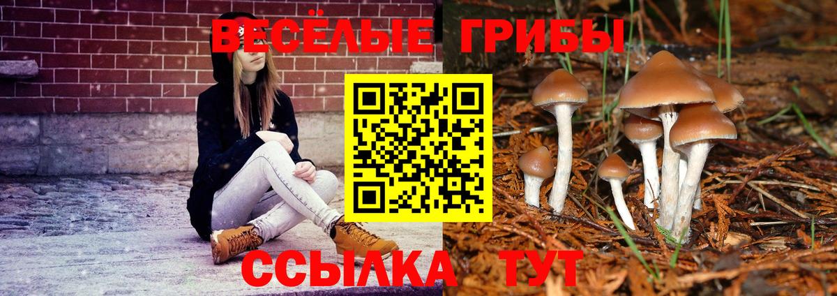 Псилоцибиновые грибы Psilocybe Кингисепп